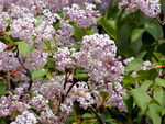 丁香花