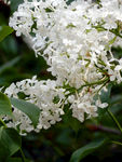 丁香花