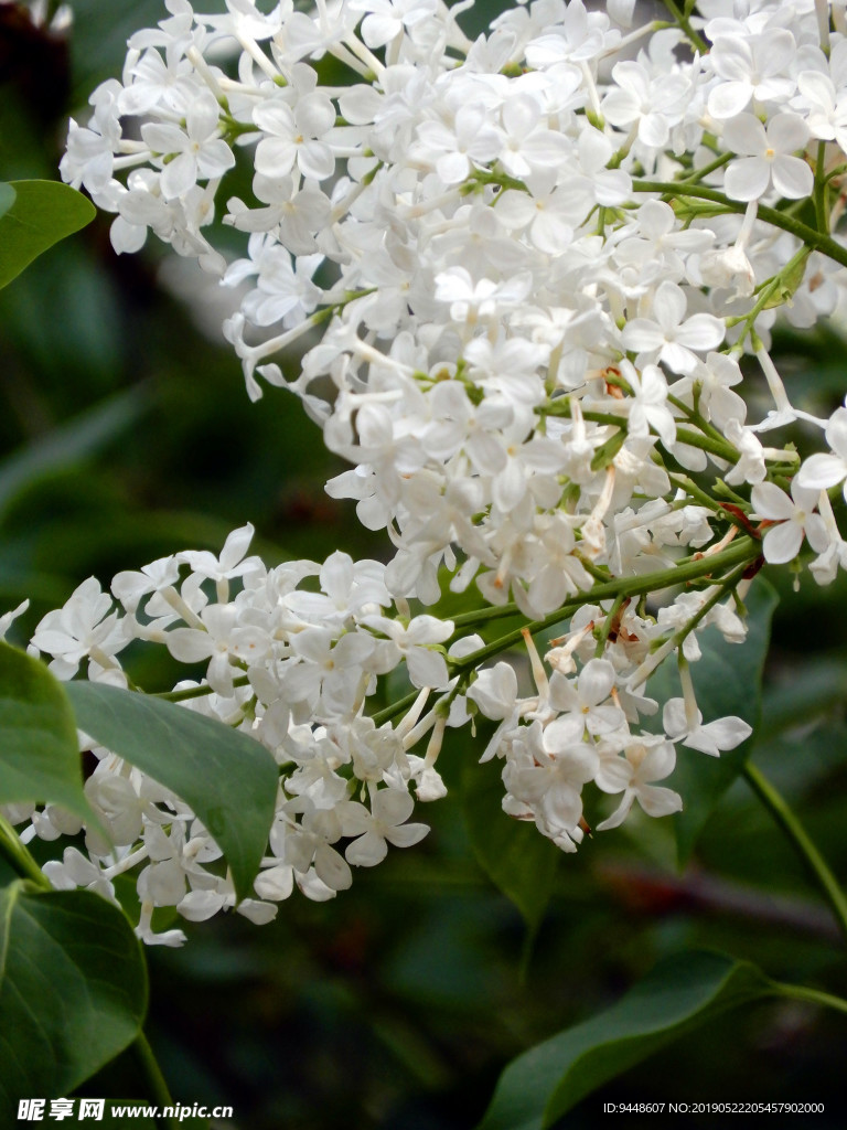 丁香花