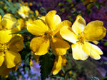 蔷薇花