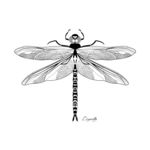 蜻蜓