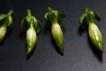 黄蝉花苞