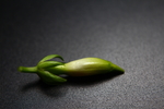 黄蝉花苞
