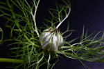 黑种草植物