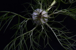 黑种草花苞