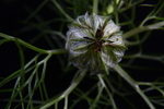 黑种草花苞