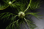 黑种草花苞