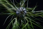 黑种草花苞