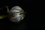 黑种草