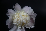 芍药
