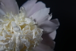 芍药花蕊