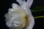 芍药花
