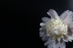 芍药鲜花