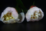 芍药花蕾