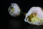 芍药花苞