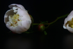 芍药花蕾