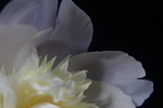 芍药花
