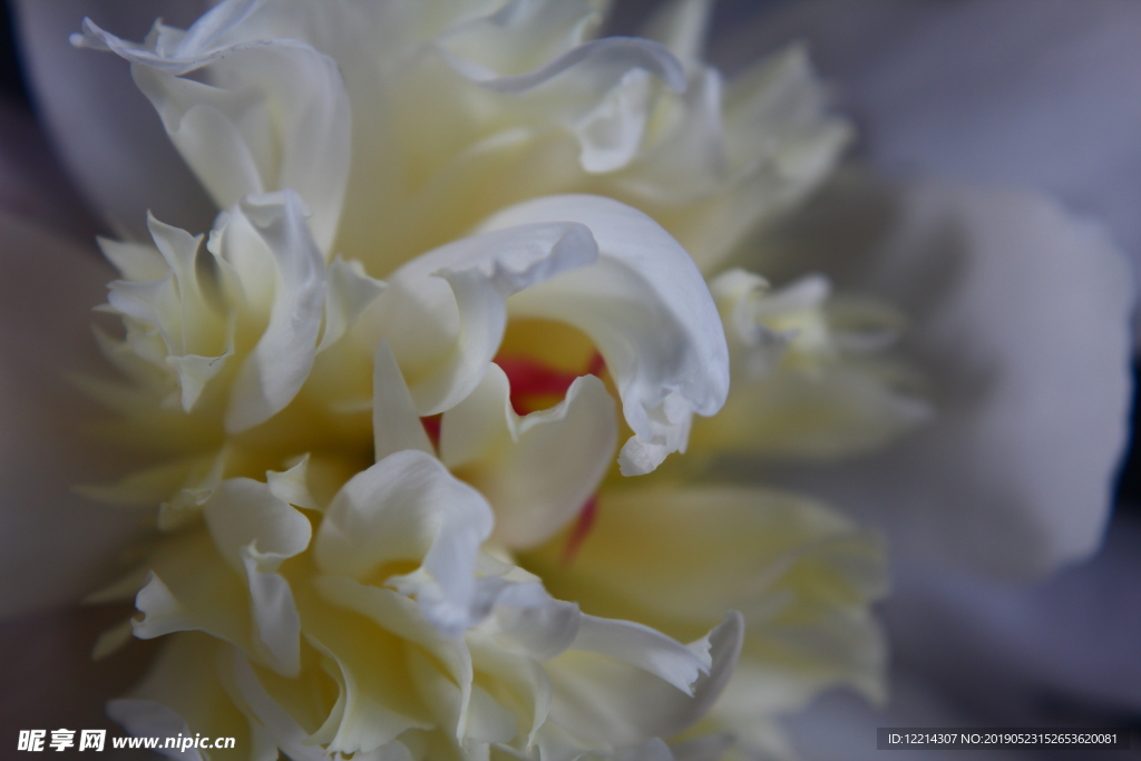 芍药花花蕊