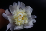 芍药花