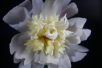 芍药