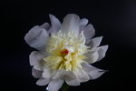 芍药花
