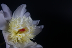 芍药