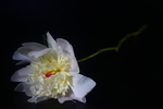 白色芍药花