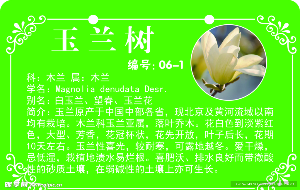 玉兰树
