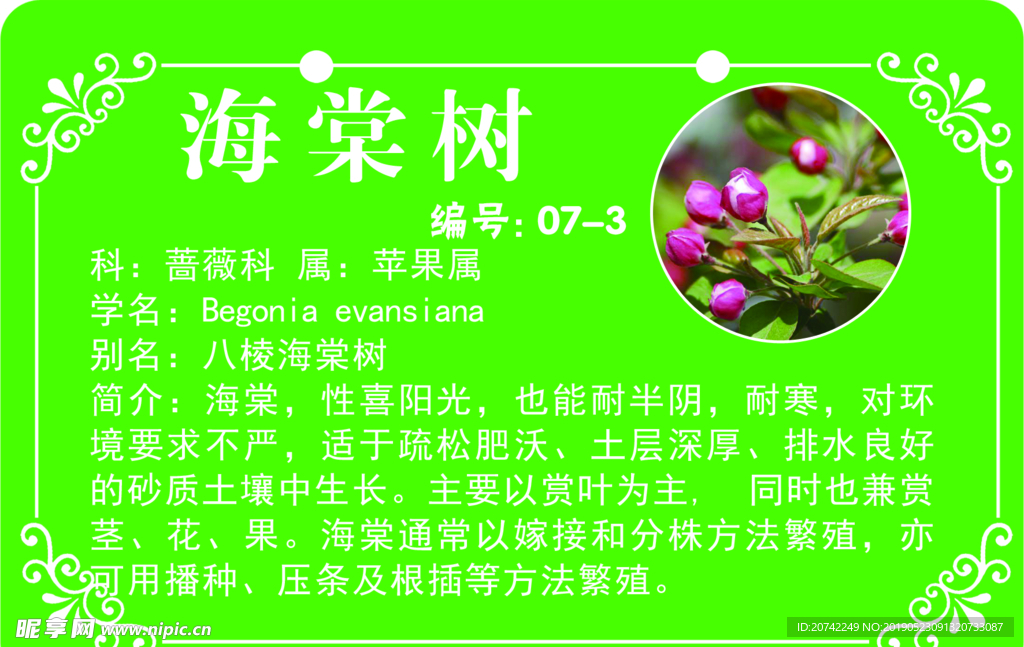 海棠树