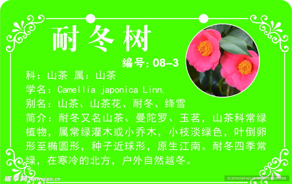 耐冬树