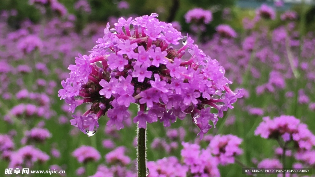 柳叶马鞭草