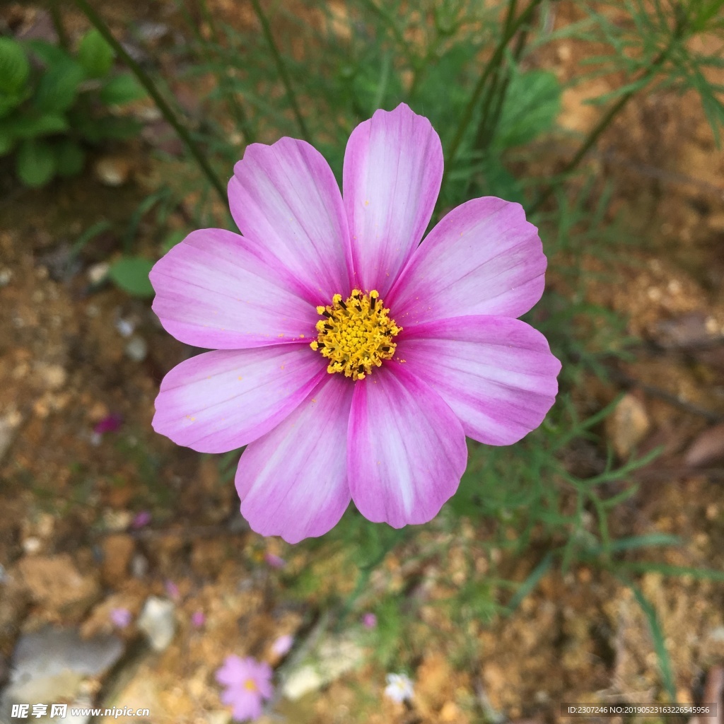 小花照片