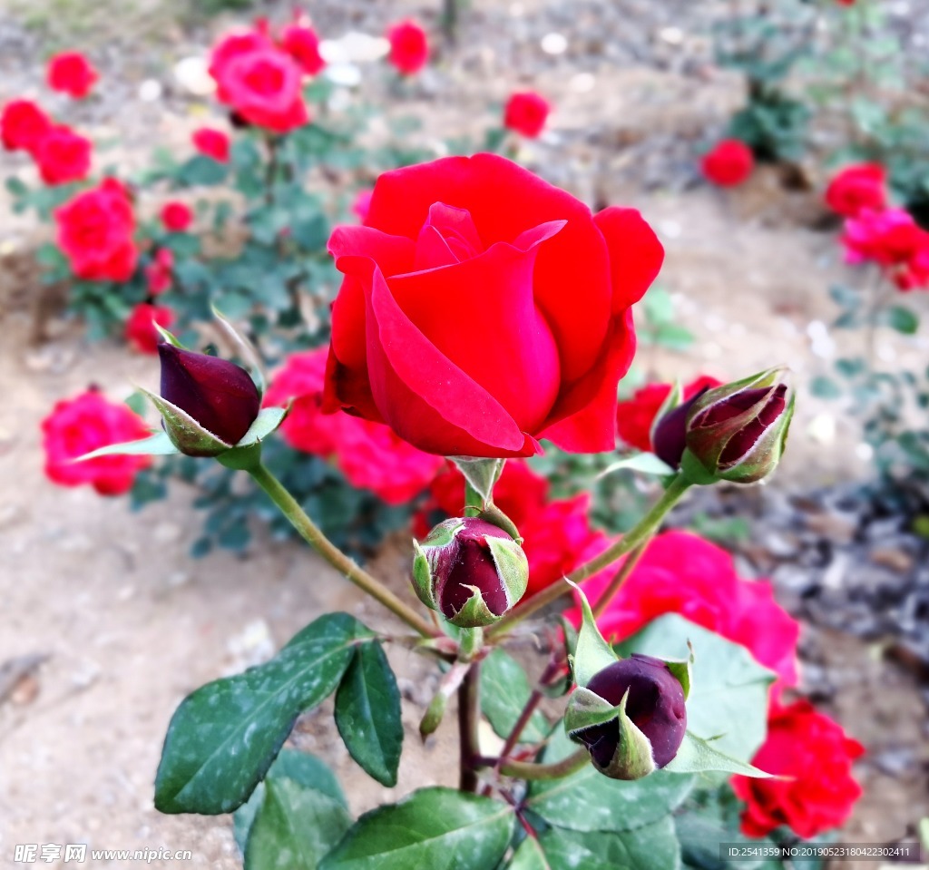 月季花
