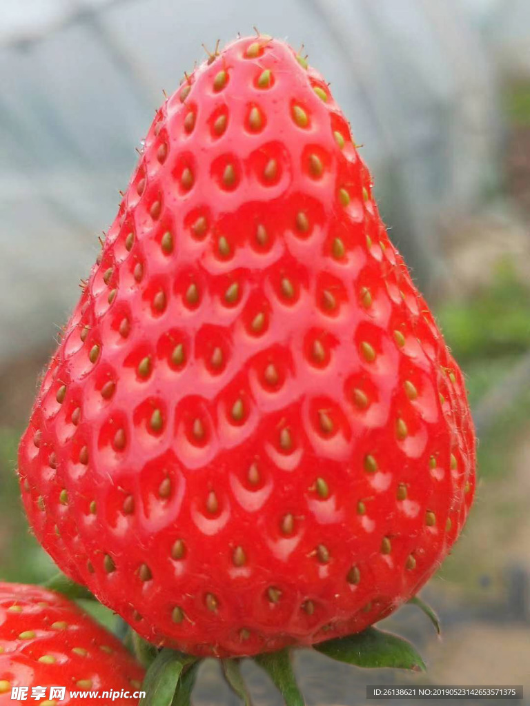 草莓
