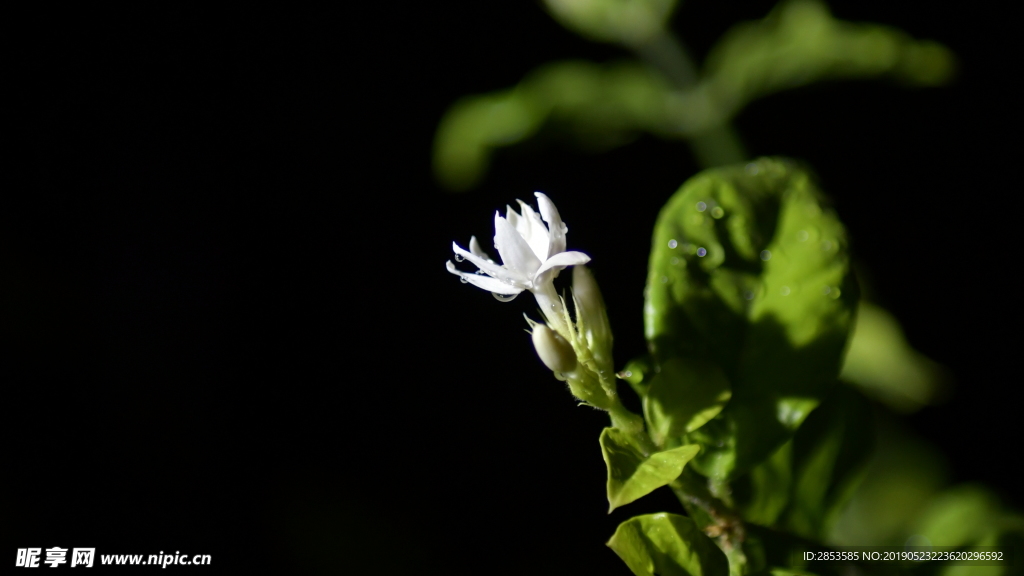 茉莉花开