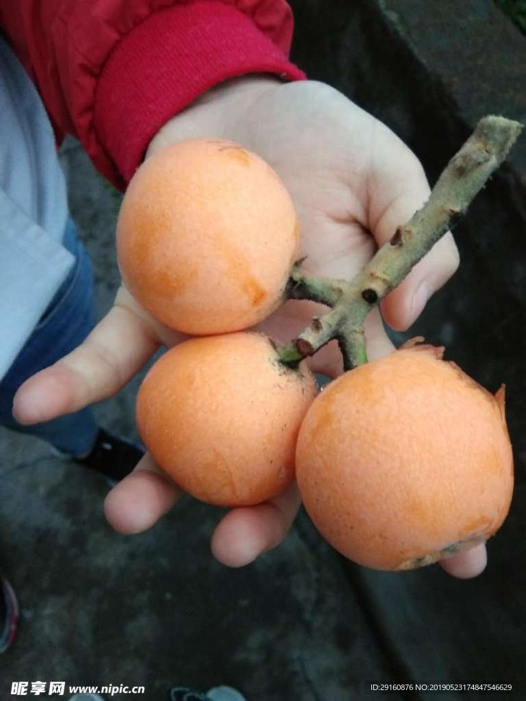 枇杷