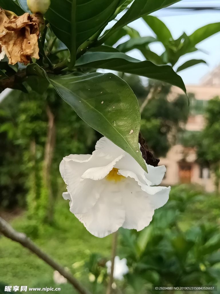 花