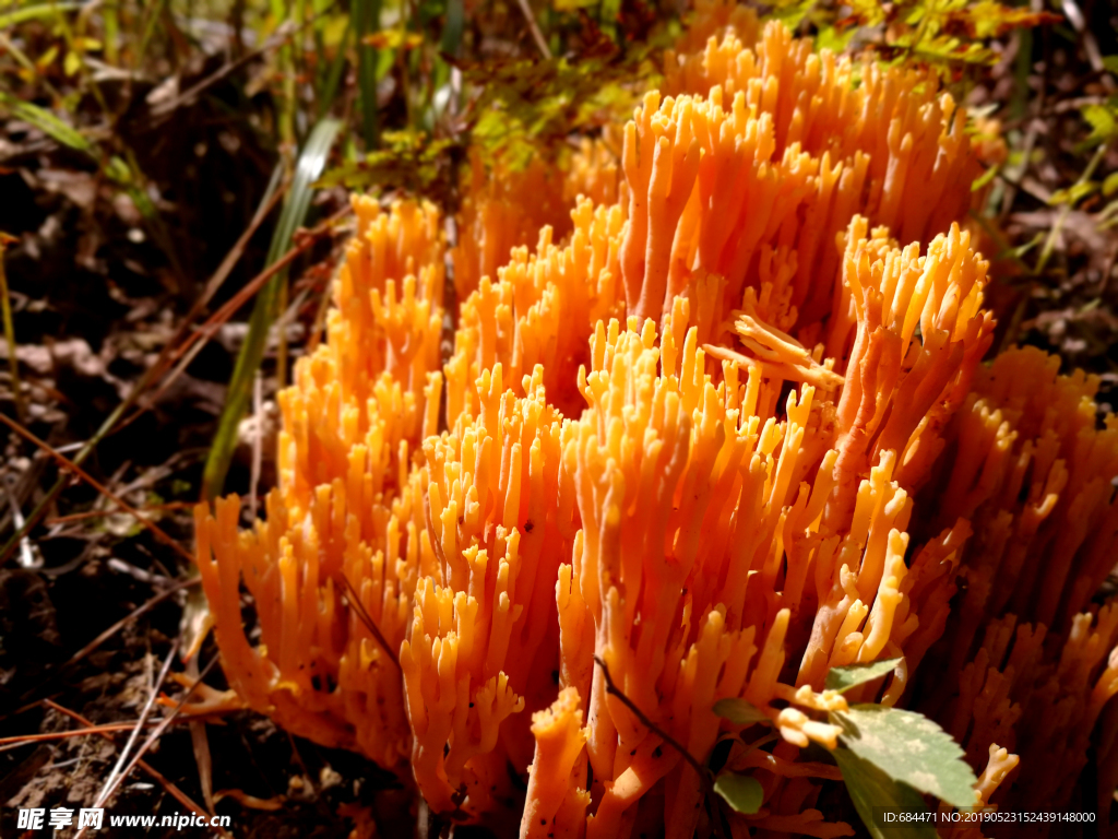 野生菌