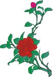 山茶花
