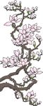 玉兰花