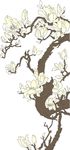 玉兰花