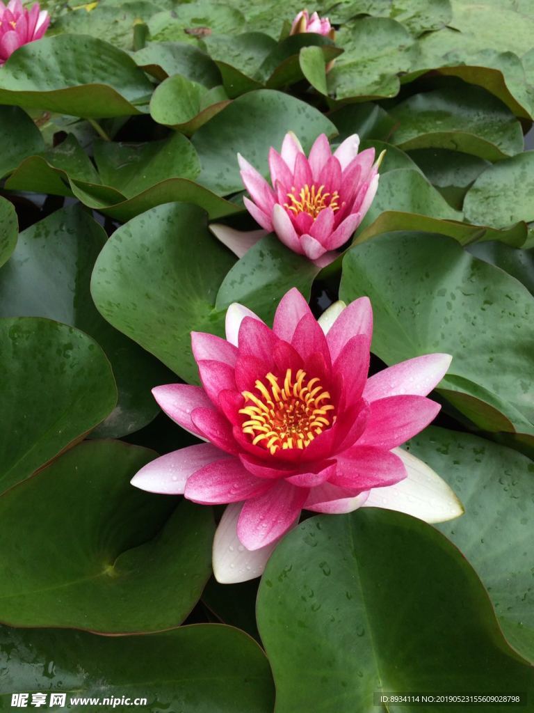 睡莲 荷花 花