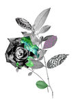 黑白花