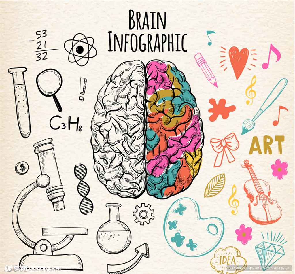 彩绘左右脑功能信息图