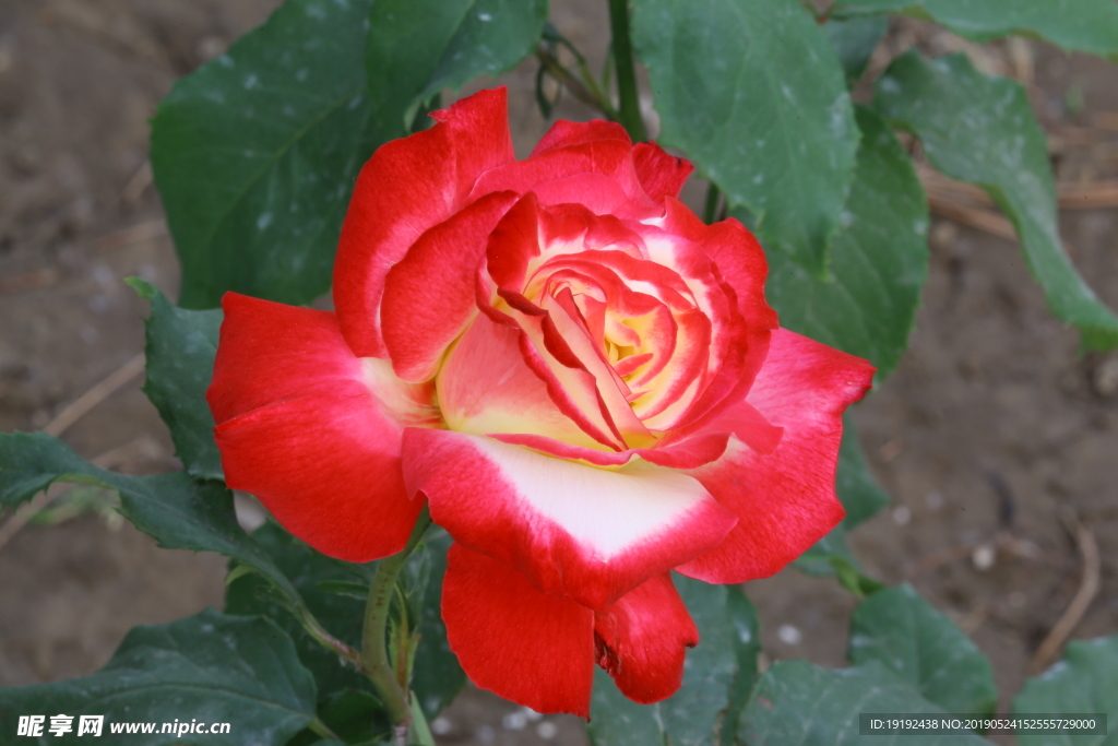 月季花