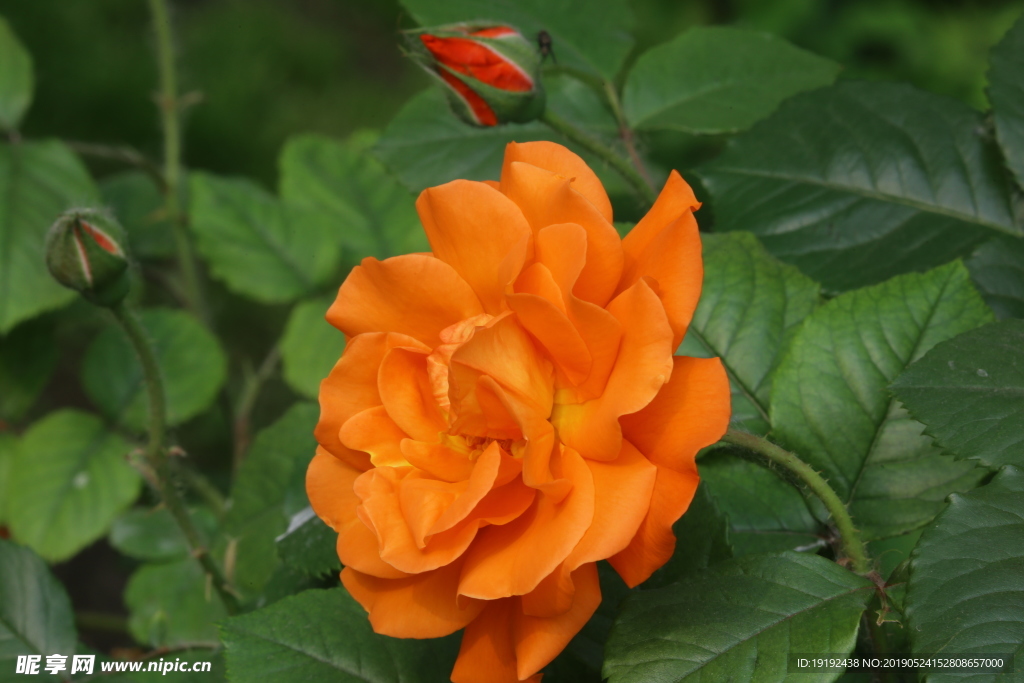 月季花