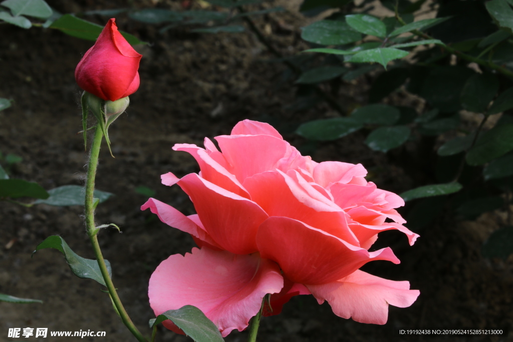 月季花