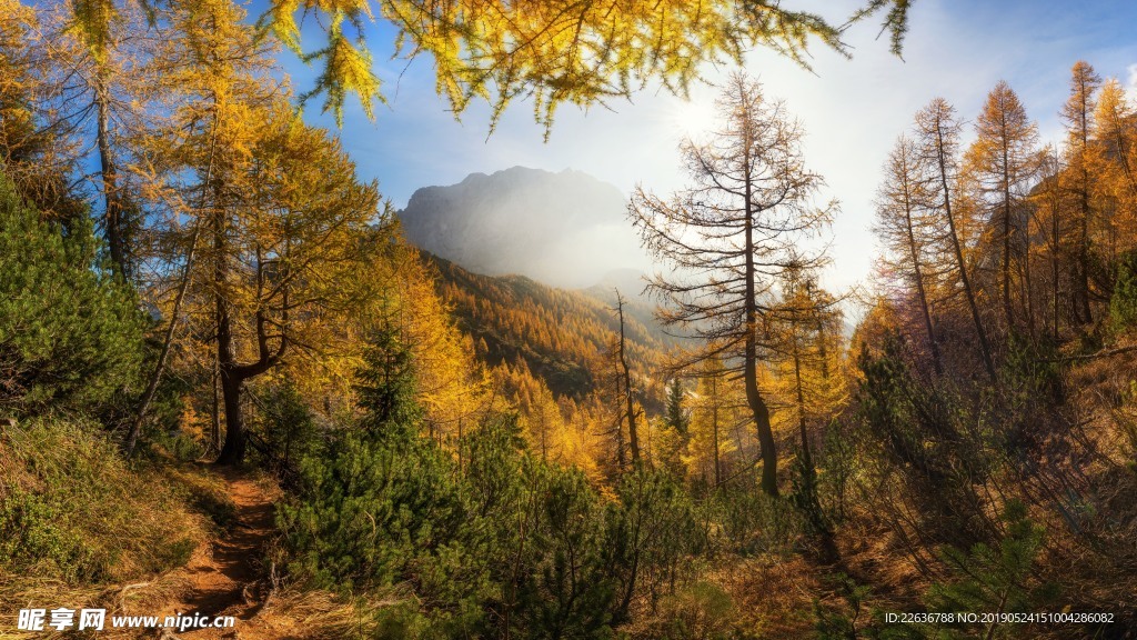 大自然风景图片素材森林风景素材