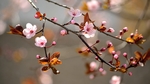 梅花樱花苹果树花图片素材壁纸