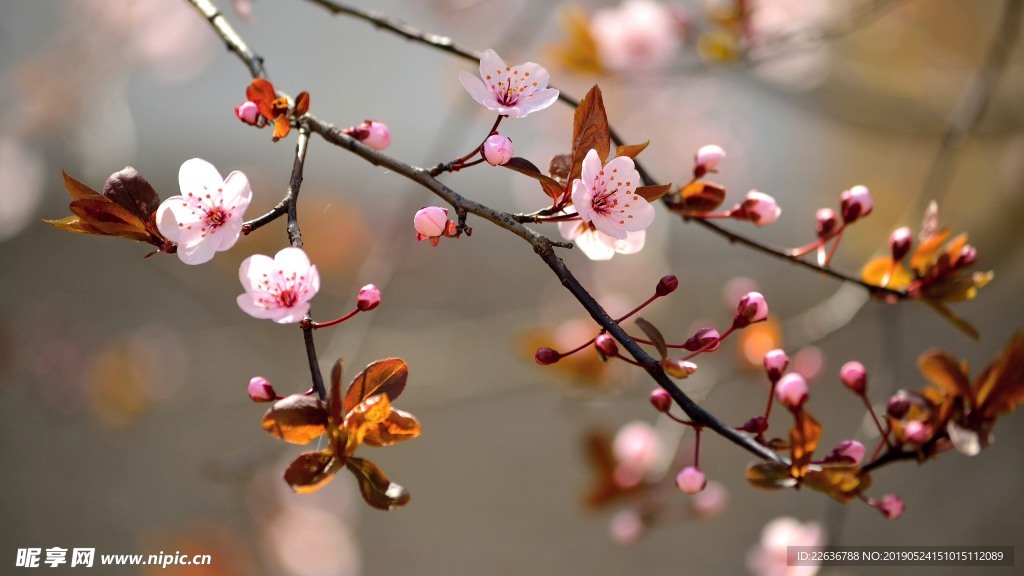 梅花樱花苹果树花图片素材壁纸